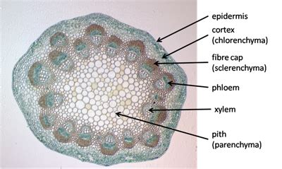 Xylem Phloem Microscope Slides Plant Cell Png