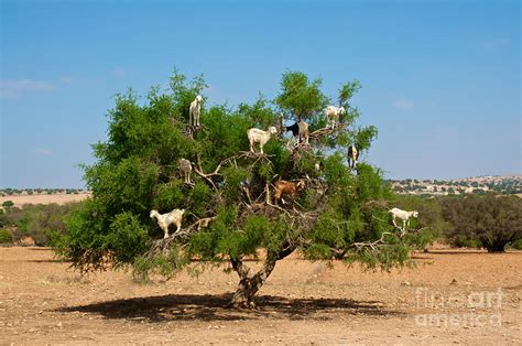 Moroccan Goats In An Argan Tree Argania Photograph by Aerostato - Fine ...