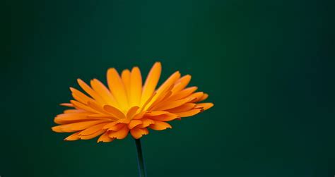 Marigold 1080P, 2K, 4K, 5K HD wallpapers free download | Wallpaper Flare