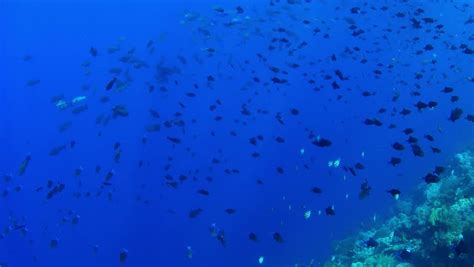 abundance reef marine life wakatobi national Stock Footage Video (100% Royalty-free) 1009394540 ...