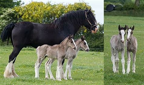 Shire Horse Foal