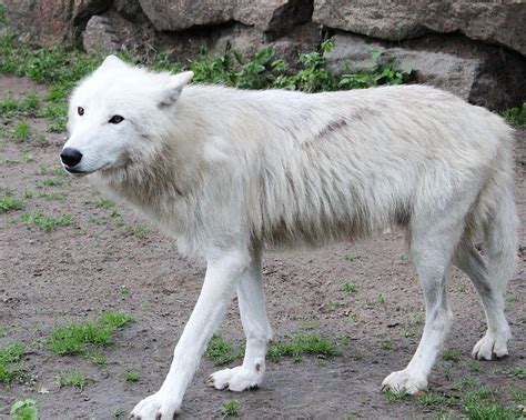 Arctic Wolf Facts - Information about the White Wolf