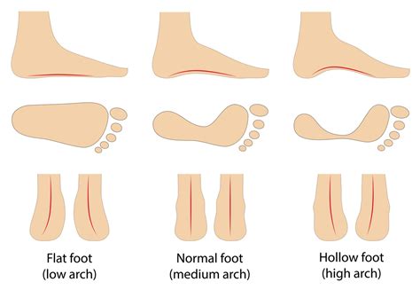 Describe the Arches of the Foot