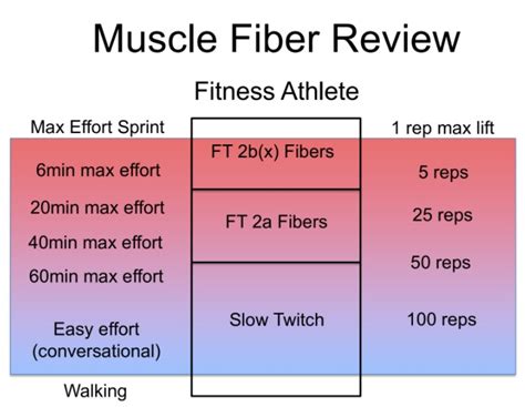 Muscle Fiber Types - Why We Care - Viking Athletics