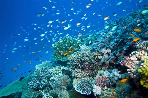 The Great Barrier Reef Is Dying, Says New Report