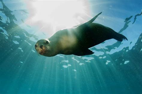 sea lion habitat range The marine mammal center