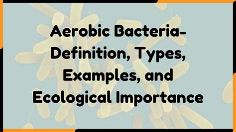 Aerobic Bacteria-Definition, Types, Examples, and Ecological Importance