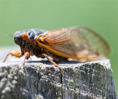 Get Ready For The Cicada Invasion In Illinois: What You Need To Know