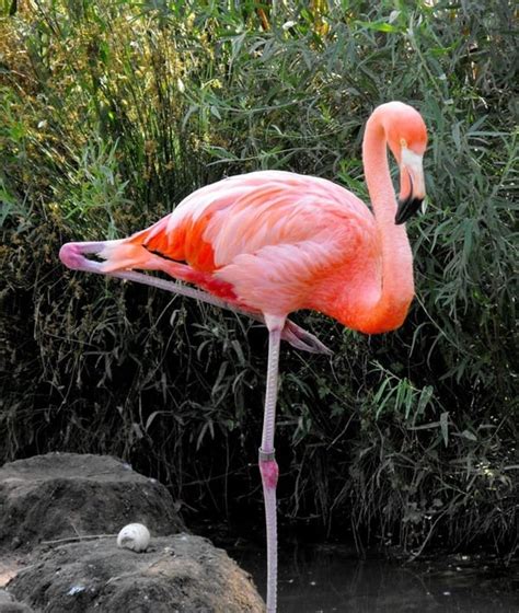 40 Fascinating Pictures of Pink Flamingo Birds That You'll Enjoy