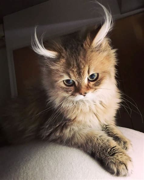 29 Cutest Cats In The World: Purr-fect List For Whiskered Wonder | Cute cats, Beautiful cats ...