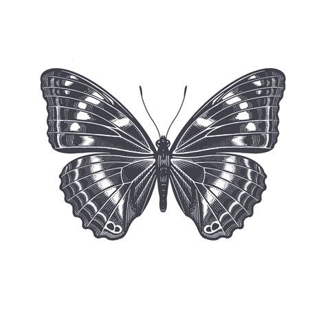 Butterfly isolated on white background. Vector 21633817 Vector Art at Vecteezy