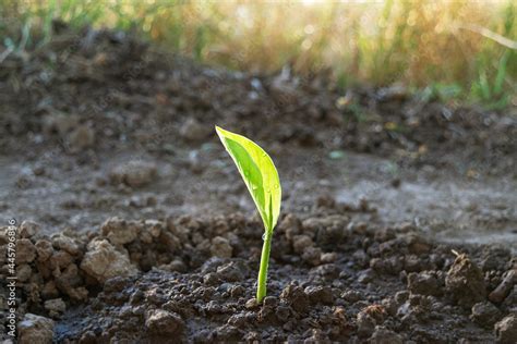 Turmeric Curcuma (Curcuma Longa) plant growing in a field for cultivation. With copy space and ...