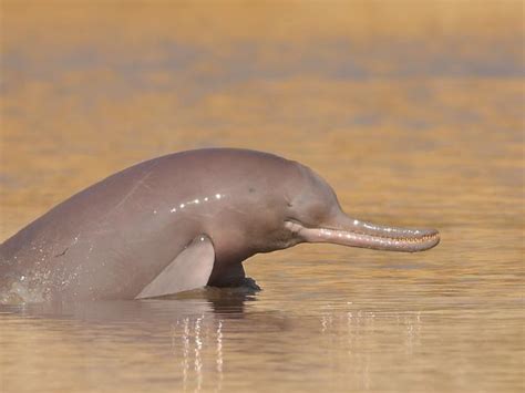 Indus River Dolphin | Species | WWF