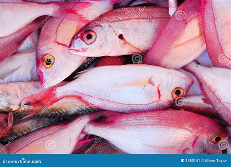 Pink Fish Stock Image - Image: 2480141