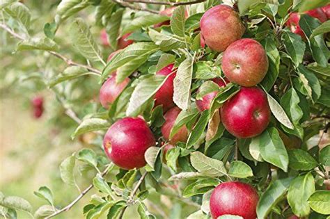 19 best apple tree varieties with a guide to flowering groups – Artofit