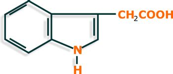 Indole, tryptophan, indole-3-acetic acid - Pharmacognosy - Medicinal Plants