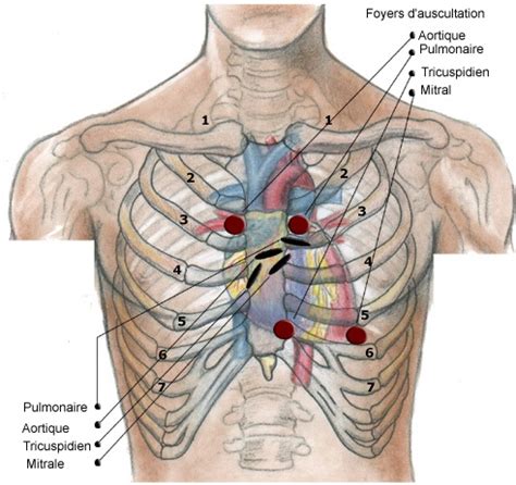 Auscultation cardiaque; auscultation, cardiac; auscultation, heart ...