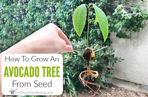 Growing Avocado From Seed In 5 Easy Steps! - Get Busy Gardening