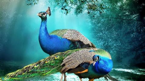 Beautiful Background Peacock Pair Hd Wallpaper Beautiful Hd Wallpaper ...