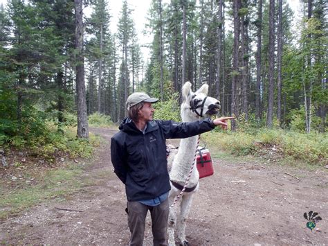 Llama trekking Montana: A most memorable travel micro-adventure - TURNIPSEED TRAVEL