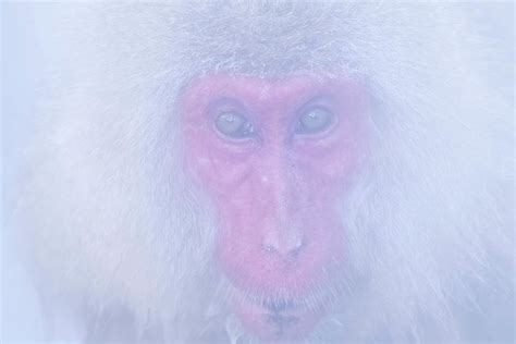 Portrait of Snow monkey - Japanese Macaque Photograph by Kiran Joshi - Pixels