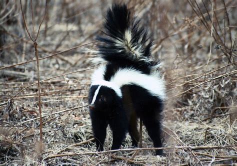 Striped Skunk | Wildlife Illinois