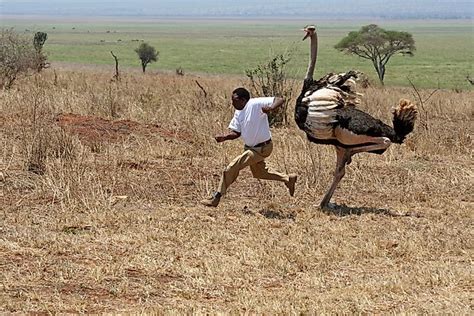 Ostrich Facts - WorldAtlas.com