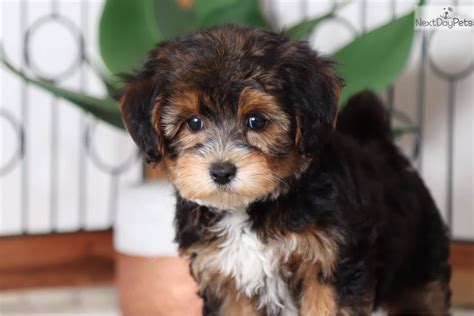 Lilly: Yorkiepoo - Yorkie Poo puppy for sale near Ft Myers / SW Florida, Florida. | 006e342d-85e1