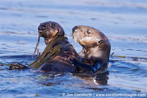 California Sea Otter 31 Photo, Picture, Print | Cornforth Images