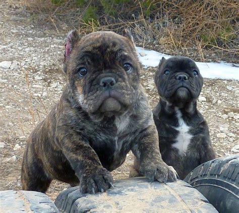 Baby shorty Bulls! Www.rockymountainshortybulls.com | Cute animals, Dog pounds, Pet birds