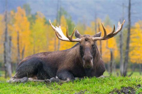 Alaska Wildlife Conservation Center