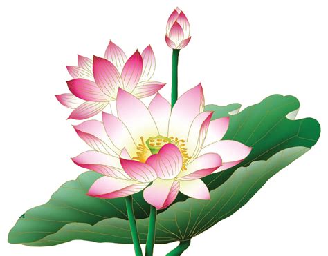 PNG Lotus Flower Transparent Lotus Flower.PNG Images. | PlusPNG