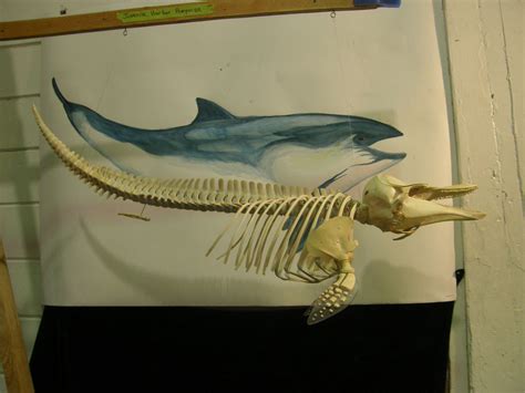 Sea Lion Skeleton Articulation Projects | NOYO Center for Marine Science | Fort Bragg CA