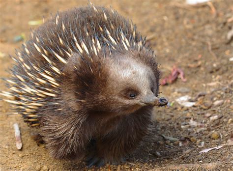 The 11 Weirdest Animals in Australia