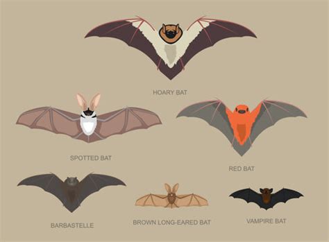 Flying Fox Size Comparison