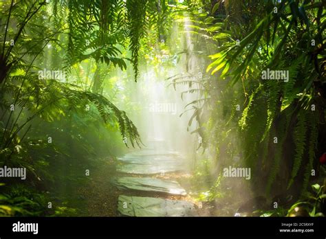 The fog in the rain forest and sun ray Stock Photo - Alamy