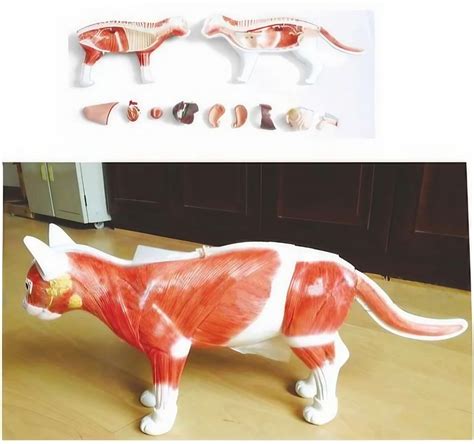 Cat Anatomical Model at Rs 10136 | Anatomical Models in Kolkata | ID: 22627131273