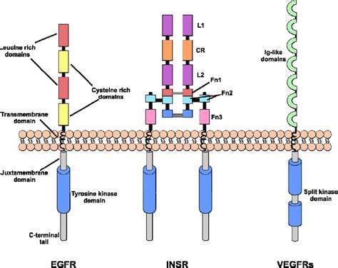 Figure 1 from Receptor tyrosine kinase structure and function in health and disease | Semantic ...