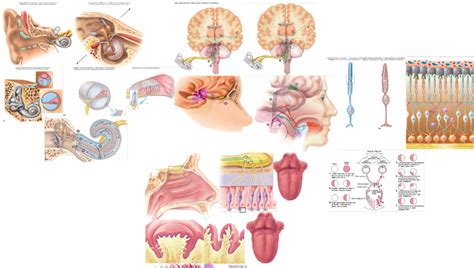 Anatomy Special Senses Diagram | Quizlet