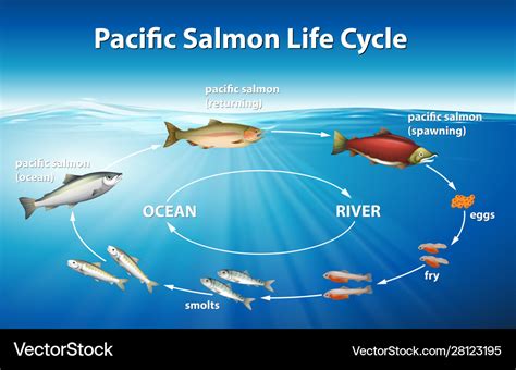 Salmon Life Cycle Clipart Set Download Commercial Use Graphics By ...