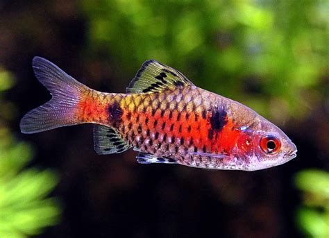 Tropical Fish For Beginners | Best Information & Guide