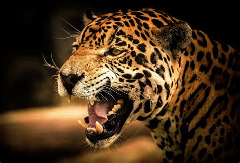 Download Leopard Wallpaper