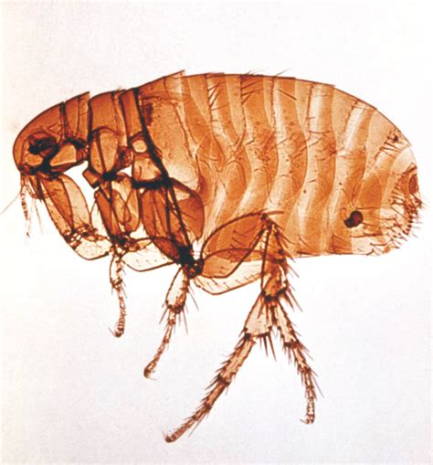 Cat Fleas: Life Cycle, Eggs, Bites