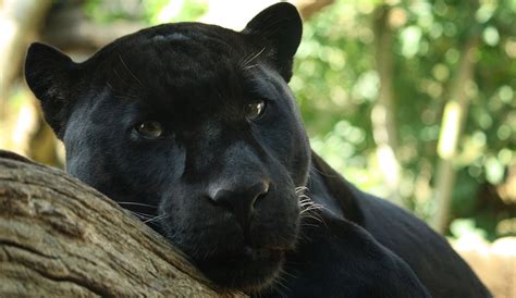 Black Panther In Karnataka - 1600x928 Wallpaper - teahub.io