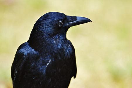 Royalty-Free photo: Selective focus photography of crow | PickPik