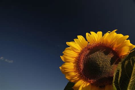 Sunflower field view 12692940 Stock Photo at Vecteezy