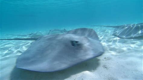 stingray | Definition, Species, Habitat, Size, & Facts | Britannica.com