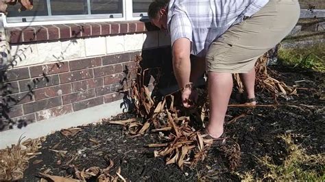 Pruning Canna Lilies