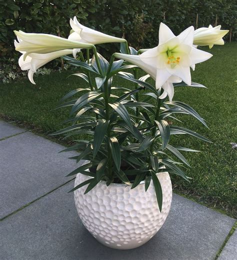 The lily is full of symbolism - Lily Looks