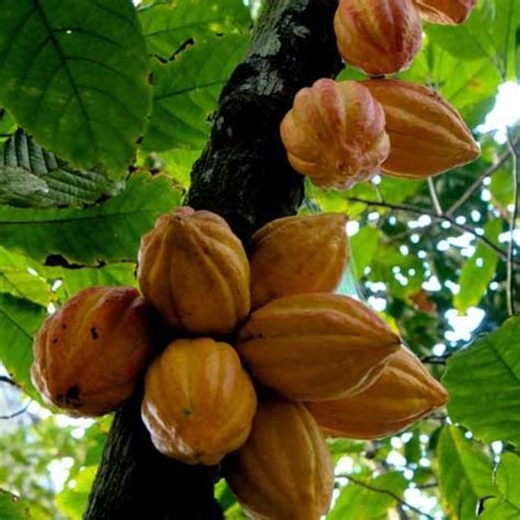 Medicinal Plants of the Amazon Rainforest.